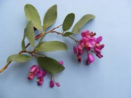 Image result for Securidaca longepedunculata