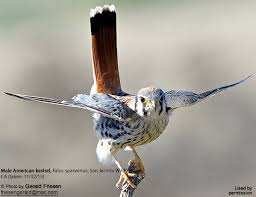 American kestrel coloring download template. American Kestrels Falco Sparverius Beauty Of Birds