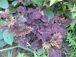 Image result for Coleus tetragonus