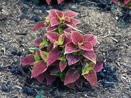 Image result for Coleus scutellarioides