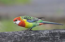 Australian Bird With Red Cheeks Eastern Rosella Subspecies P E Diemenensis Juvenile Eastern Tasmania White Cheek Patches Are Lar Beautiful Birds Australian Parrots The Caged Bird Sings