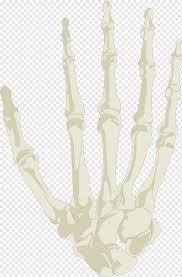 Check spelling or type a new query. Skull Anatomy Hand Skeleton Bone Finger Human Skeleton Lighting Hand Skeleton Skull Png Pngwing