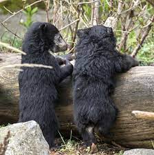 Baby Sloth Bears Are Tiny Adventurers Sloth Bear Baby Sloth Newborn Animals