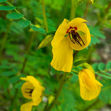 Image result for Chamaeclitandra