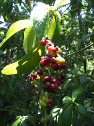 Image result for Psychotria vogeliana