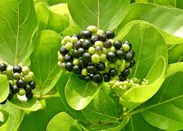 Image result for Premna serratifolia