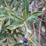 Image result for Ozoroa paniculosa