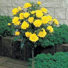 Rose Trees Weeping And Other Tree Roses Yellow Knockout Roses Knockout Rose Tree Knockout Roses