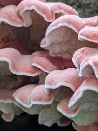 Image result for Merulius incarnatus