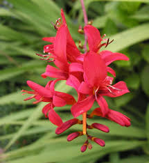 Not only flowering plants spring from bulbs and other storage structures. Favorite Red Flowered Bulbs Pacific Bulb Society