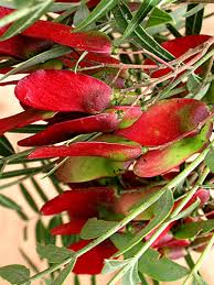 Image result for Schinopsis