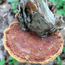 Image result for Phellinus gilvus