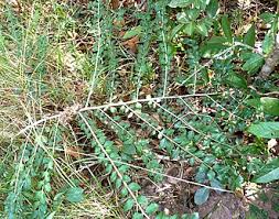 Image result for Psydrax locuples