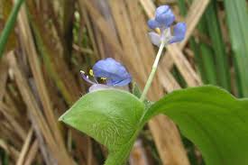 Image result for Commelina benghalensis