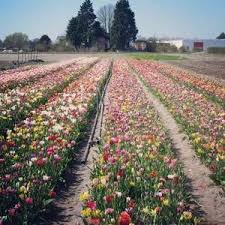 annemieke s picking garden in hillegom http www annemiekespluktuin nl en home tulips farmland outdoor