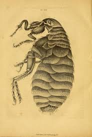 Flea Illustration From Views Of The Microscopic World By J Brocklesby 1851 Fleas Scientific Illustration Scientific Drawing