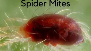 These practices can help control and eliminate a mite infestation when implemented carefully and deliberately. How To Treat And Prevent A Spider Mite Infestation Dengarden