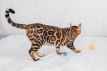 Silver & Brown Spotted Bengal Kittens For Sale - Texas ...