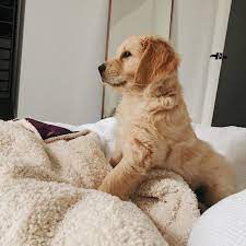 This fella is a real sweetheart who will bring a ton of love to your household. Golden Retriever Puppy Houston For Sale Houston Pets Dogs