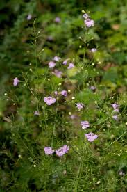 Image result for Micrargeriella aphylla