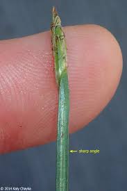 Image result for Eleocharis brainii