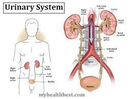 Anatomy Of The Urinary System My Health Best Anatomia Naturopatia Rimedi Naturali
