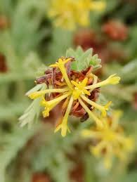 Image result for Gnidia involucrata