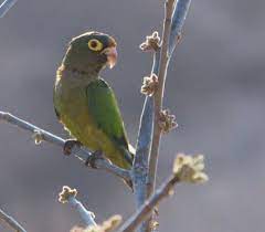 Perico Frente Naranja Eupsittula Canicularis Colima Loros Aves Colima