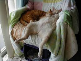 Katten Staan Niet Alleen Bekend Om Hun Extreem Slechte Humeur Maar Ook Om Hun Vermogen Om Te Ontspannen En We Bed Kat Slapen Schattigste Dieren Gekke Katten