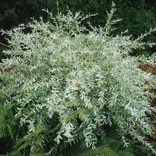 Should I Prune My Dappled Willow In The Fall Laidback Gardener Dappled Willow Colorful Shrubs Willow Bush