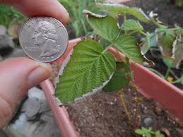 Red raspberry leaf is a delicious herb with a taste similar to green tea. Raspberry Leaf Curl Disease Can This Be Treated Or Prevented Gardening Landscaping Stack Exchange
