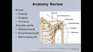 As a ball and socket synovial. Scapula Humerus Clavicle Anatomy Labeled And Explained Youtube