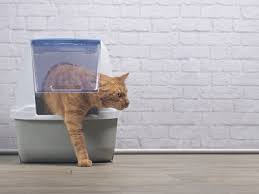 When this happens, you may see vomiting white foam in addition to vomiting blood and/or bile. What To Do If Your Cat Is Vomiting Blood