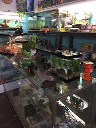 Shop our online pet store for pet essentials for dogs, cats, birds & fish. Jack S Pet Shop Posts Facebook