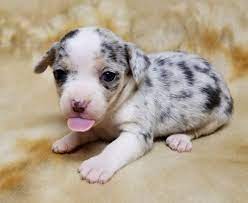 Maybe you would like to learn more about one of these? Blue Merle Chihuahua Puppies Wildcreek Puppy Kennel Facebook