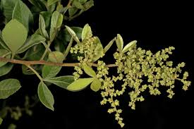 Image result for Searsia pyroides