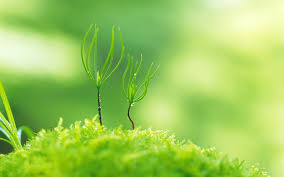 Free for commercial use.green wallpaper images. Green Nature Plants Macro Depth Wallpaper 1920x1200
