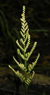 Image result for Botrychium dissectum