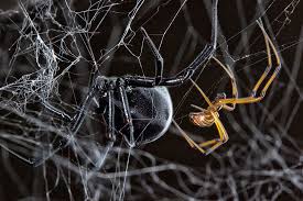 Some spiders, like the black widow have dangerous venom that can kill a dog, or even a human. How Does A Male Black Widow Find A Mate Follow The Other Guys The New York Times