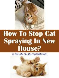 14 Unbelievable How To Stop Cat Spraying After Neutering Toxoplasmosis