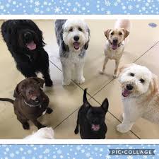 Wagging tails pet resort, eagan, minnesota. Tails A Wagg N Pet Resort And Doggie Daycare Home Facebook
