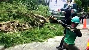 Maybe you would like to learn more about one of these? Khawatir Pengunjung Jadi Korban Pohon Besar Di Taman Sempur Bogor Dipangkas Halaman All Tribunnews Bogor