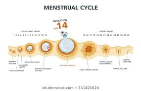Ovulation Cycle Stock Vectors Images Vector Art