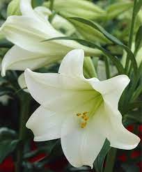 What do lilies look like? Asiatic Lily White Heaven Asiatic Hybrid Hardy Lilies Flower Bulbs Index Most Beautiful Flowers Lily Flower Tree Lily