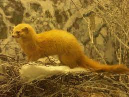 siberian weasel weasel siberian forest habitat