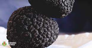 Truffles, simply put, are very hard to find and harvest. How To Grow Truffles In 7 Easy Steps And Make A Big Profit