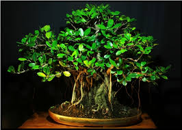 This massive tree is the oldest bonsai tree in europe. Serious About Cultivation Of Bonsai Rucha Bonsai