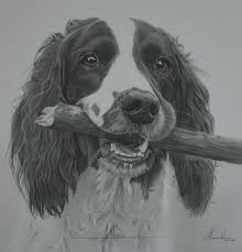 Black And White Springer Spaniel Cartoon A Commissioned Drawing Of A Springer Spaniel Called Austin Canine Art Spaniel Art Dog Art