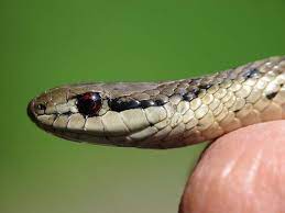 تفسير رؤية الثعبان في الحلم رؤيا الافعى في المنام dream images snake image