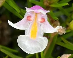 Image result for Lindernia monroi